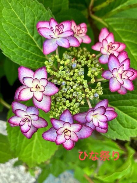 ひな祭り★紫陽花 挿し穂 ピンク 紫 グラデーション