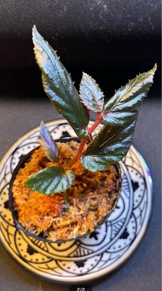 Begonia Batang Ai ベゴニア バタンアイ ③