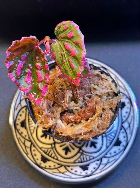 Begonia negrosensis ベゴニア ネグロセンシス ①
