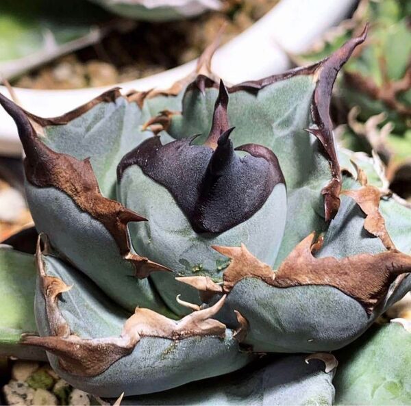 W237 多肉植物 アガベ 黒鯊 狂刺 子株