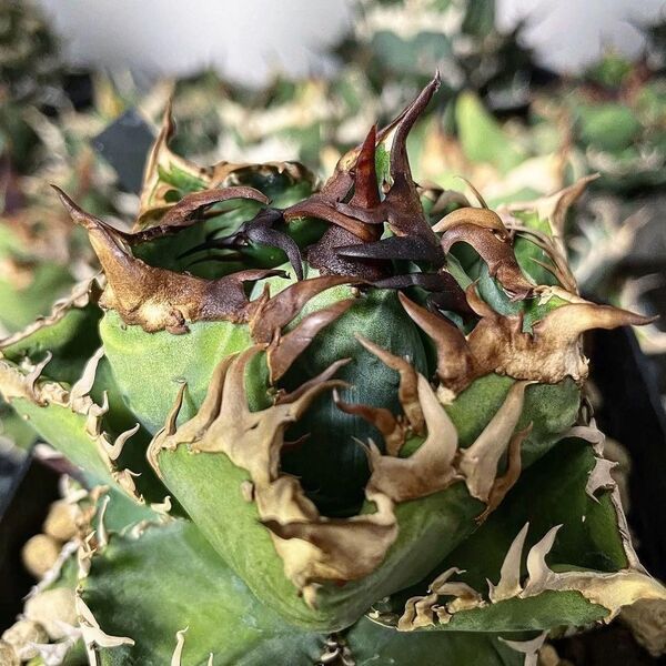 H12 多肉植物 アガベ チタノタ 台湾GODZILLA ゴジラ 狂刺子株