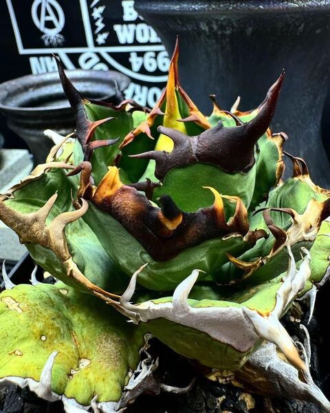 W251 多肉植物 アガベ チタノタ 黒犀牛
