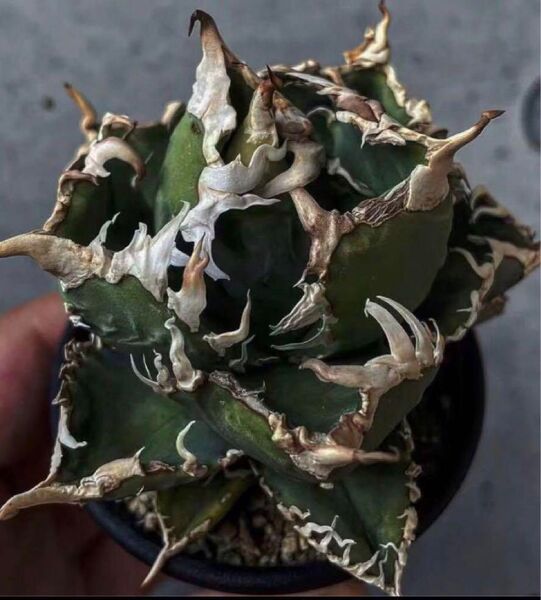 H240 多肉植物 アガベチタノタ白犀牛強棘狂刺