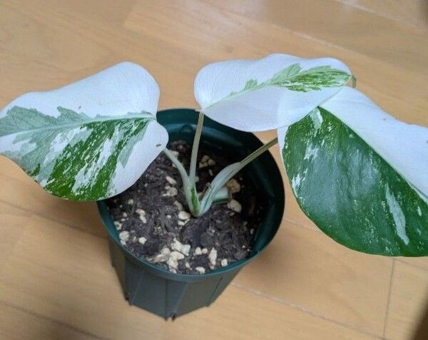 斑入り モンステラ ボルギシアナ 鉢付き 苗