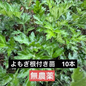 よもぎ 根付き苗 10本 無農薬