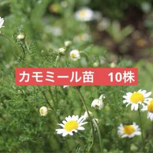 カモミール 苗 10株