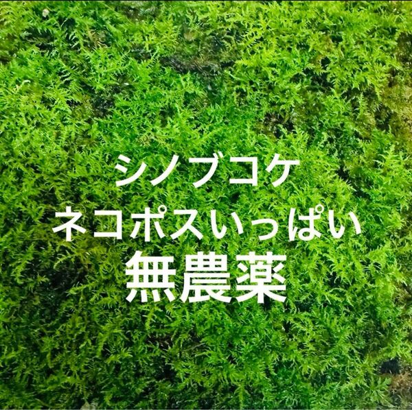 天然シノブコケ ネコポスいっぱい 約297mm×約210mm 盆栽 苔