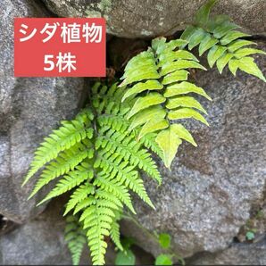 シダ植物 抜き苗 5株 奈良県産 無農薬