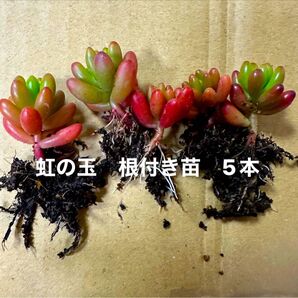 虹の玉 抜き苗 5本 多肉植物 多肉植物セダム セダム