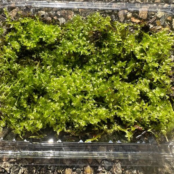 ツルチョウチンゴケ 9.5×14.5cm 盆栽 コケ テラリウム