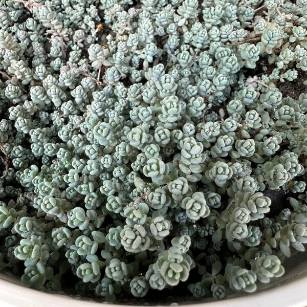ダシフィルム 40カット 多肉植物 観葉植物 セダム