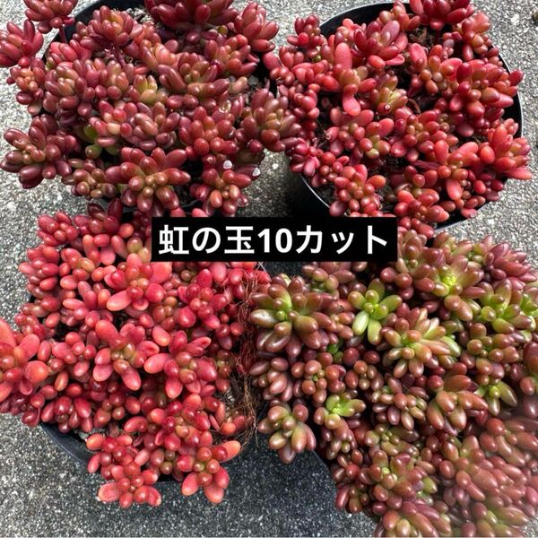 虹の玉 10カット 多肉植物 カット苗 園芸 観葉植物