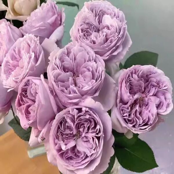 薔薇開花株