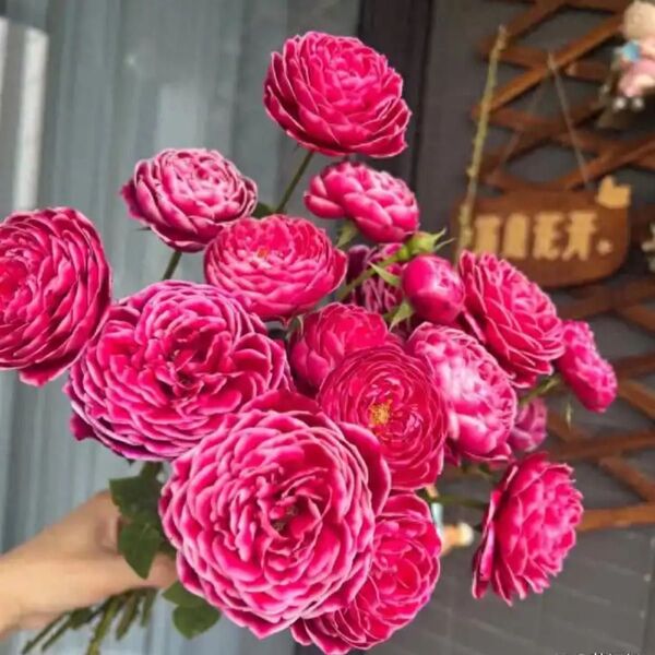 レア薔薇挿苗