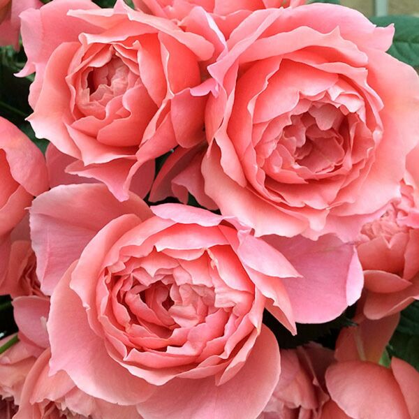 和薔薇大き苗