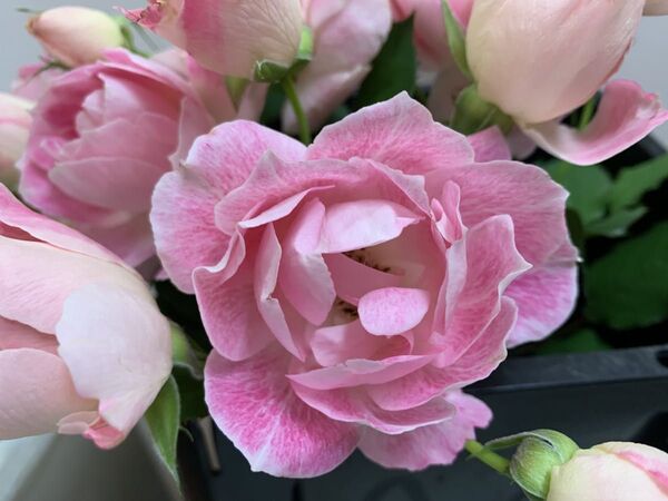 和薔薇花咲株