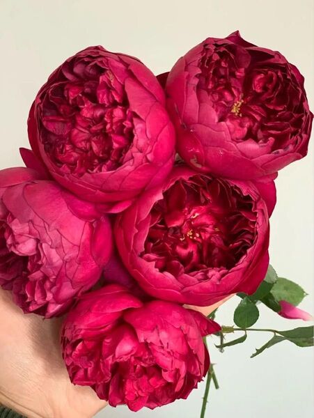 レア薔薇大き苗