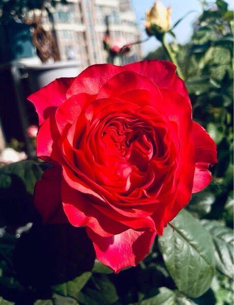 花持ち育ってやすい薔薇開花株