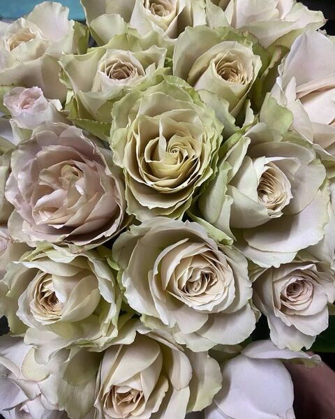 薔薇開花株 新