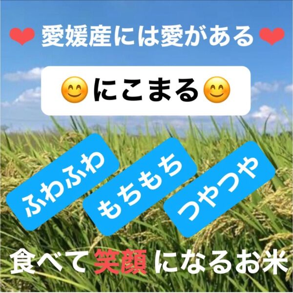 【お試しサイズ】おいしいお米を愛媛から R6年産 農家のお米 にこまる 白米1.5kg ご注文後に精米します 農家直送 健康志向