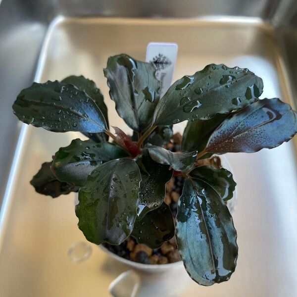 Bucephalandra sp. "lris" ブセファランドラ イリス