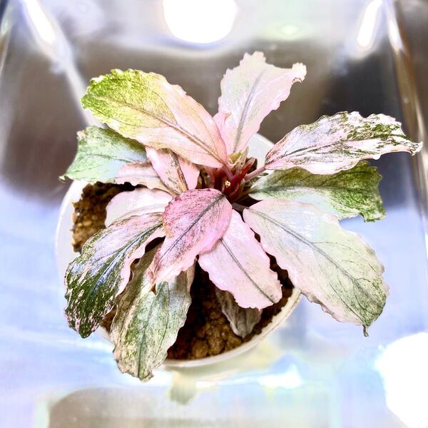 Bucephalandra sp.PinkVariegatedピンクバリエガータ