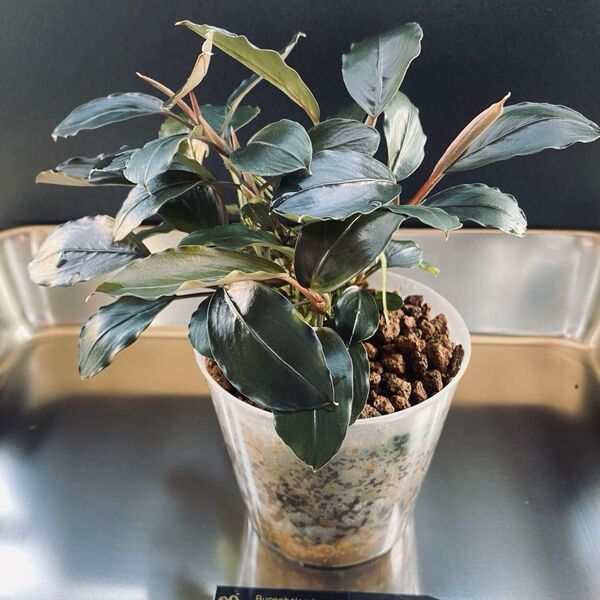 Bucephalandra sp.Blue melon ブルーメロン JB