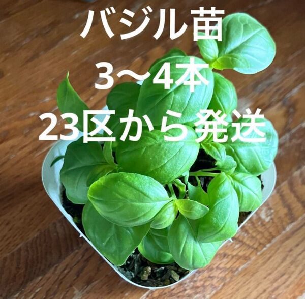 バジル 苗 3-4本 土日発送可