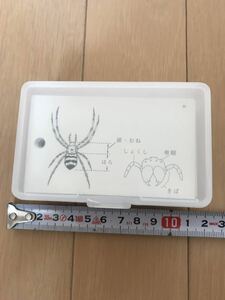 美品　生物カード・植物カード　中学受験　知育教材　カードゲームにも