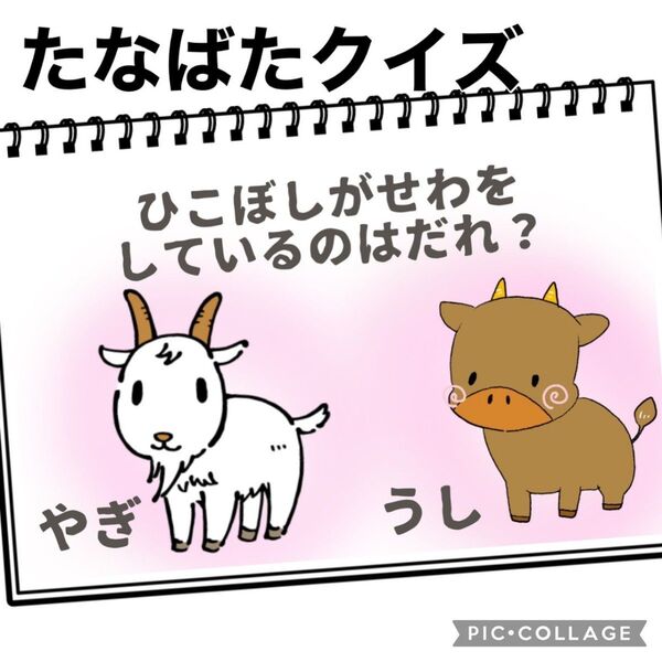 保育教材 たなばた 7月 クイズ 素材 A4 大きいサイズ スケッチブックシアター ペープサート 紙芝居