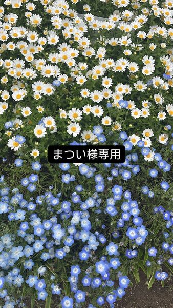INI グッズ ビッグうちわ 西洸人