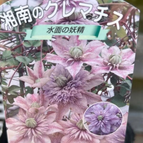 クレマチス苗 水面の妖精 開花中