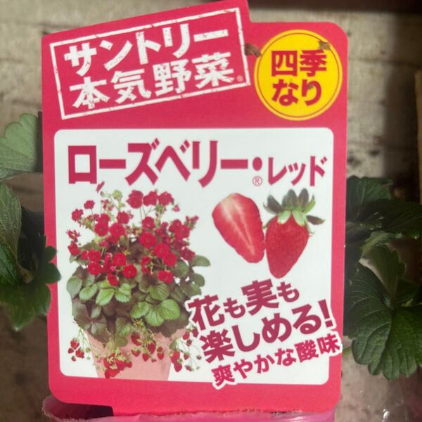 いちごの苗ローズベリーレッド2ポット