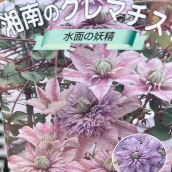 クレマチス大苗 水面の妖精 開花中