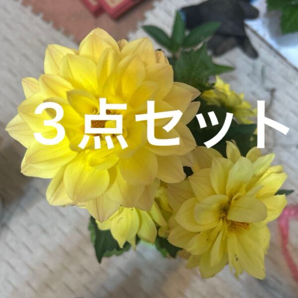 ラベラ グランデ ダリア大輪開花中 3ポット