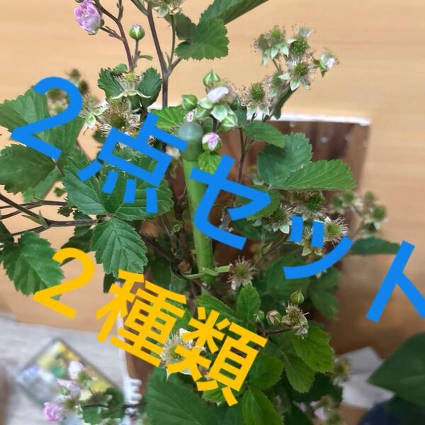 木いちごの苗木 ブラックベリー とラズベリー2点セット花と実付き