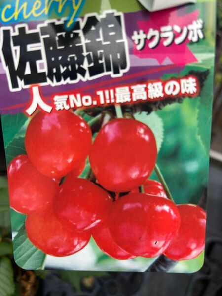 さくらんぼの苗木最新品種2種セット