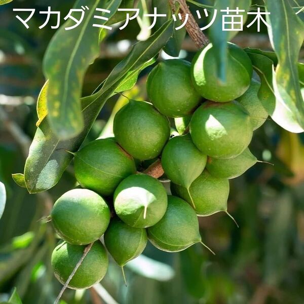 マカダミアナッツ 苗木