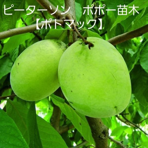 ポポー 苗木 【ピーターソン ポトマック】