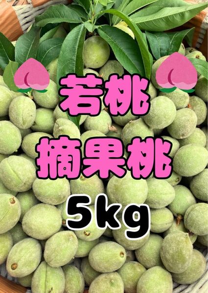若桃 摘果桃 5kg 加工用