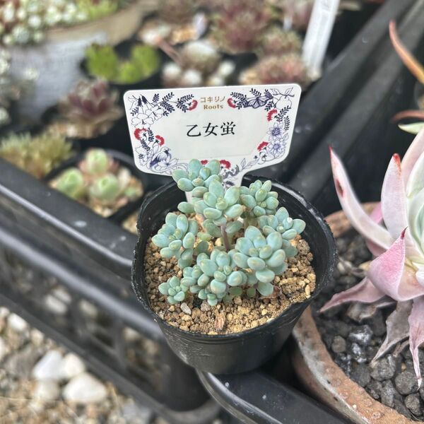 多肉植物 乙女蛍 チビ苗 抜き苗 札なし