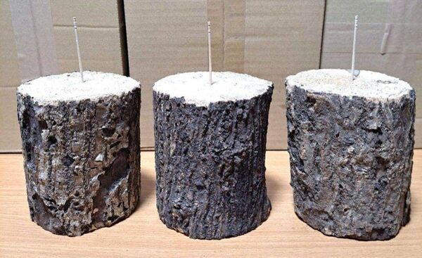 現物 良質 ナラ (楢)材 Lサイズ 14cmカット×3本 セット クワガタ 産卵用