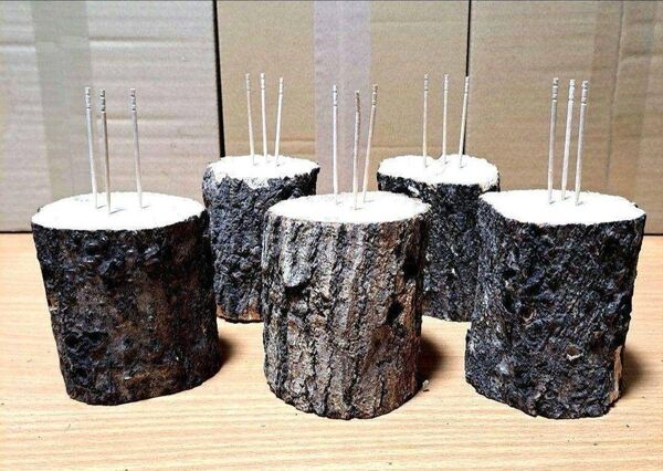 良質 ナラ(楢)材 ミニ 10cmカット × 5本 セット! クワガタ 産卵用!