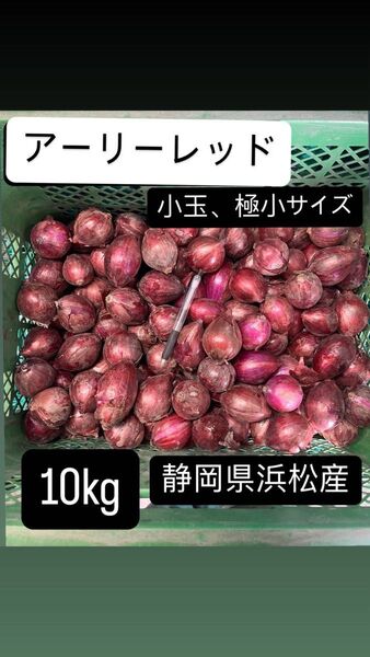 赤玉ねぎ アーリーレット 小玉 小さめ 極小サイズ 静岡県浜松産 10kg