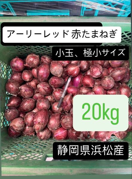 赤玉ねぎ アーリーレッド 小玉 小さめ 極小サイズ 静岡県浜松産 20kg