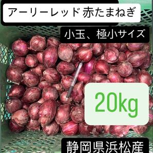赤玉ねぎ アーリーレッド 小玉 小さめ 極小サイズ 静岡県浜松産 20kg
