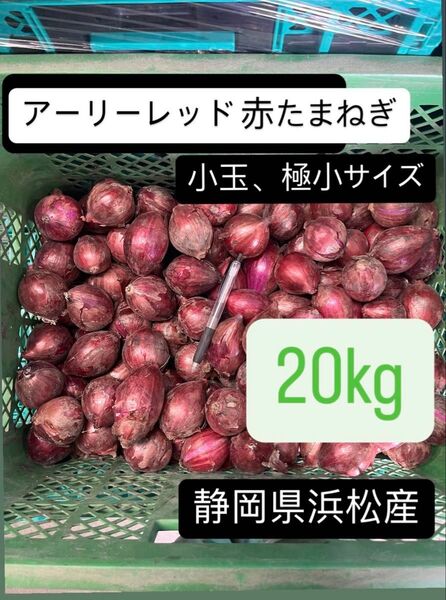 赤玉ねぎ アーリーレッド 小玉 小さめ 極小サイズ 静岡県浜松産 20kg