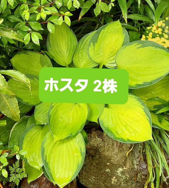 斑入り ギボウシ ホスタ 中型 黄色 抜き苗 2株 現品 ネコポス発送