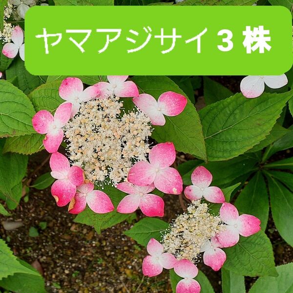 紫陽花 アジサイ ヤマアジサイ 紅 くれない 苗 抜き苗 3株