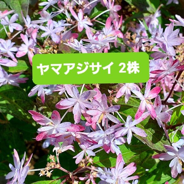 アジサイ 紫陽花 ヤマアジサイ 花あり 2ポット2株 苗 花苗 ネコポス発送
